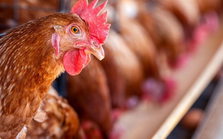 Evonik destaca nutrição de precisão como estratégia para melhor rentabilidade na avicultura