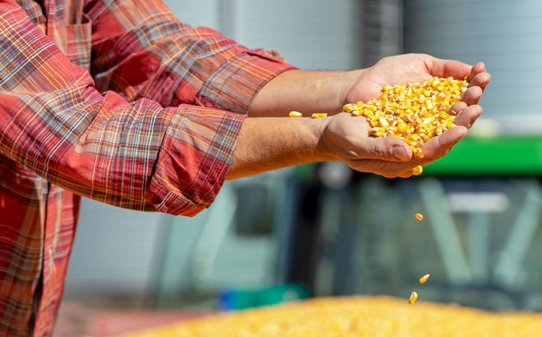 Contaminação por micotoxinas afeta até 69% das amostras de insumos e rações para alimentação animal