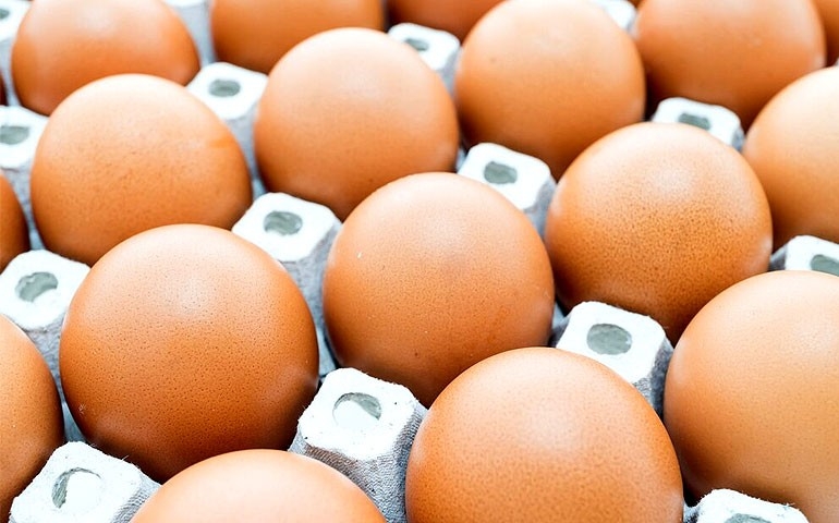 Mantiqueira Brasil analisa movimento das exportações de ovos em 2023