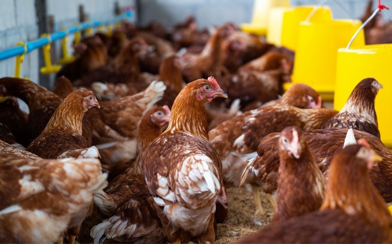Minas Gerais aprova lei com medidas mais rígidas para conter a influenza aviária