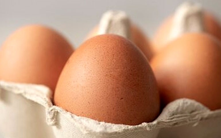 Exportações de ovos crescem 69,5% em 2024, informa ABPA