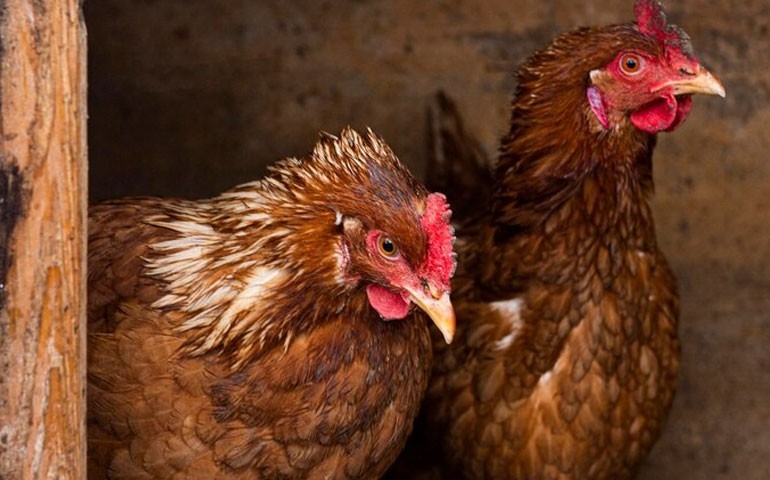 Enchentes deixam prejuízos na avicultura gaúcha que chegam a R$182,9 milhões