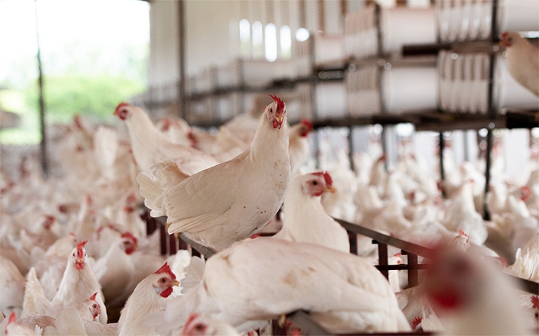 Frango criado em granja não consome hormônios, esclarece especialista da Tijuca Alimentos