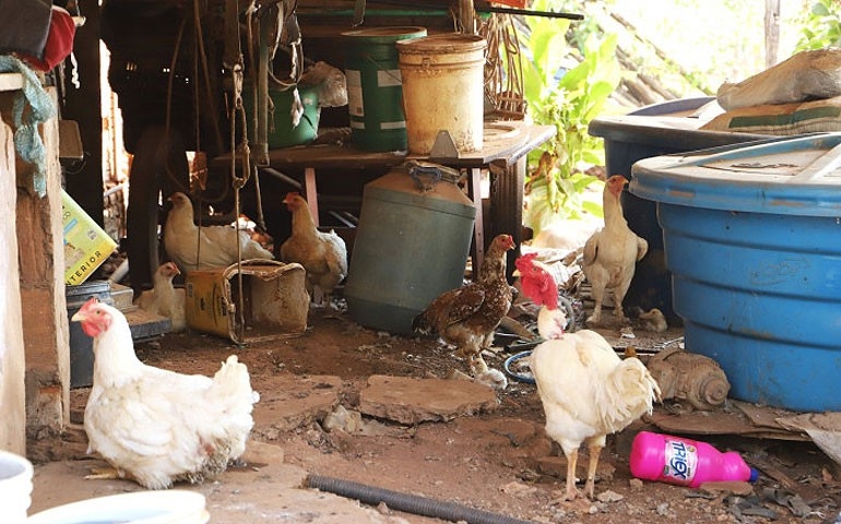 Defesa Agropecuária paulista realiza ações sanitárias no caso de influenza aviária de alta patogenicidade em criação de subsistência