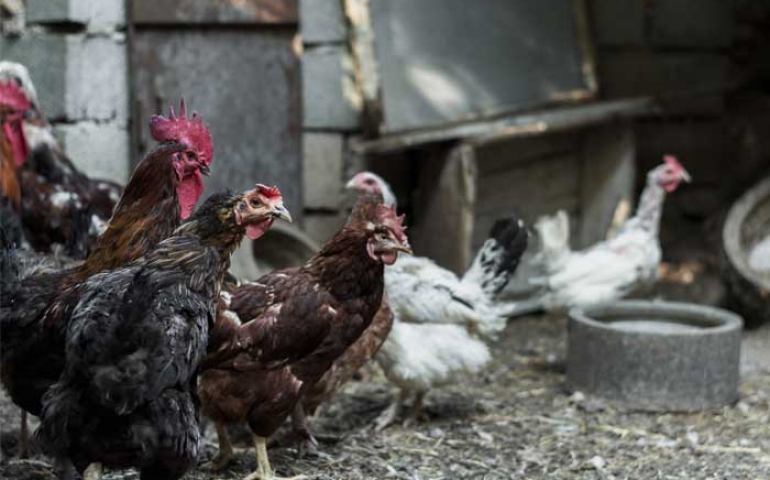 Agência de Defesa Agropecuária do Ceará confirma primeiro caso de influenza aviária no estado