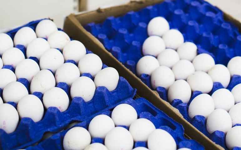 Exportações de ovos cresceram 304,7% em julho com receita do mês atingindo US$11,8 milhões, uma alta de 340,9%