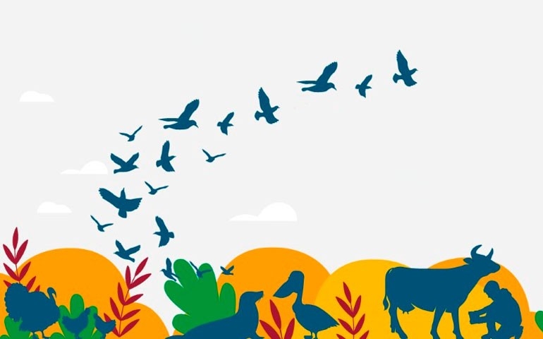 Brasil sedia conferência global da FAO sobre Influenza Aviária e participa do encontro como líder em biosseguridade