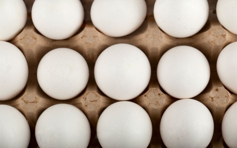 Exportações de ovos crescem 13,6% em outubro, informa ABPA; alta acumulada no ano chega a 151,2%