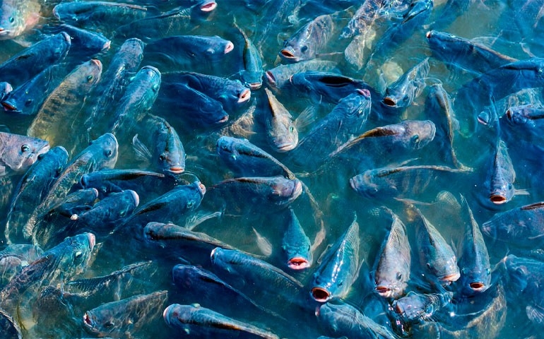 Quimtia Brasil lança solução para impulsionar a criação de tilápias no Brasil