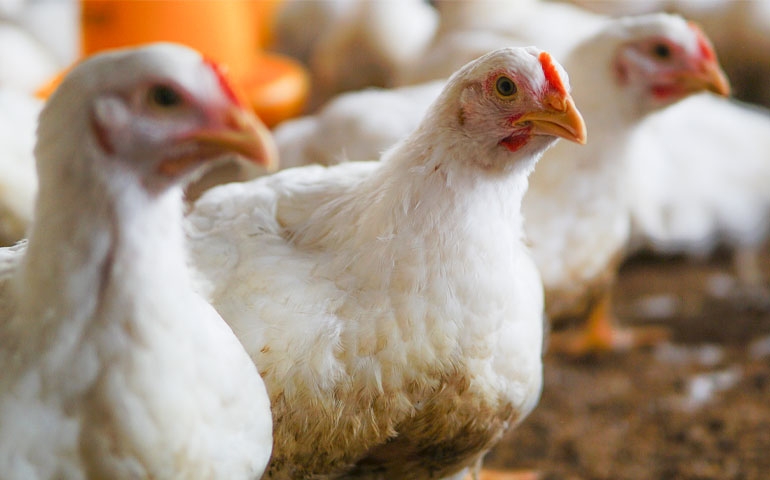 Como a Doença de Gumboro afeta a sanidade, performance e rentabilidade das aves