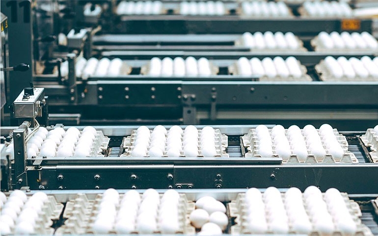 Avicultura gaúcha mostra posição estratégica no desenvolvimento econômico do Rio Grande do Sul e Brasil