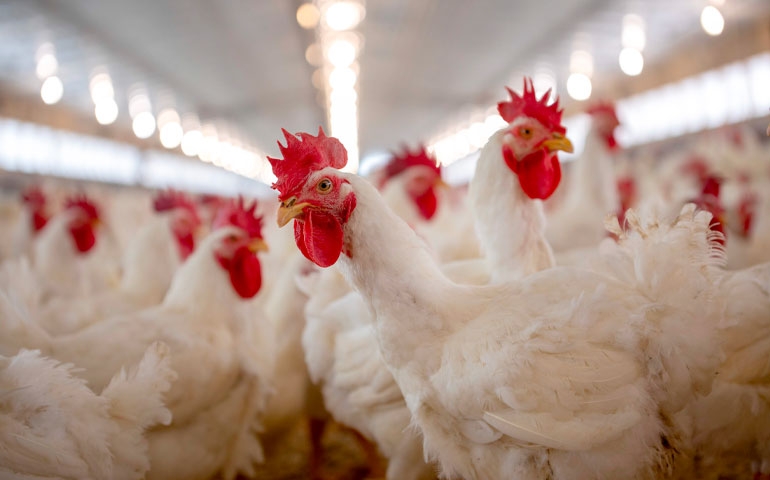 Como a saúde das aves garante a qualidade do frango e do peru que chegam à mesa do brasileiro
