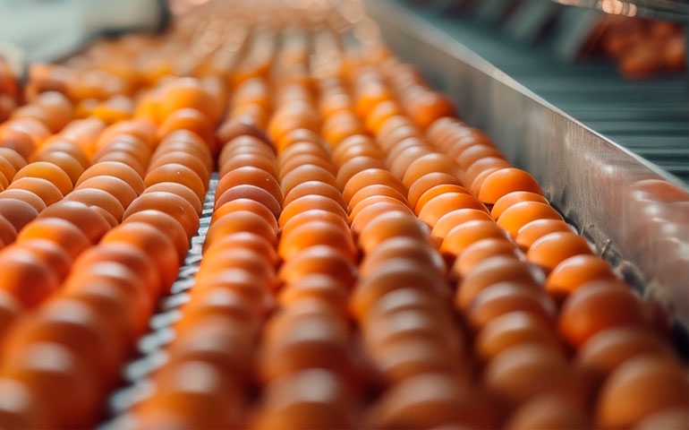 Exportações de ovos batem recorde histórico em 2025; foram registradas 40,9 mil toneladas no período