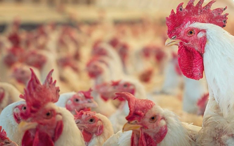 Argentina confirma caso de influenza aviária em aves comerciais em Ranchos, província de Buenos Aires