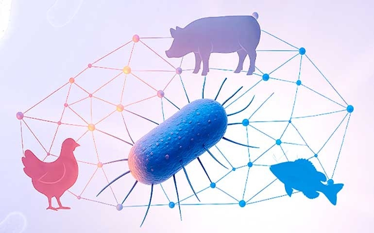 Controle de Salmonella e exigências internacionais ganham importância estratégica na produção animal