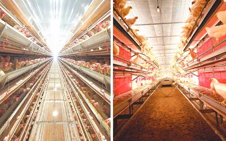 Artabas conecta produtividade, tecnologia e bem-estar em dois modelos estratégicos de aviários para a postura