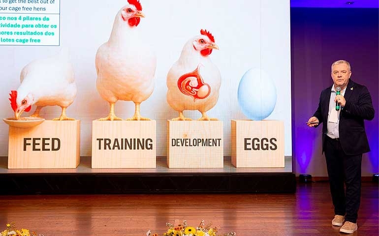 Cage free: eficiência na postura moderna depende da integração entre genética, nutrição, manejo e sistemas de produção