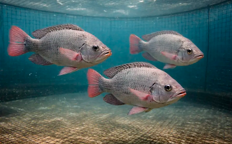 Paraná, São Paulo e Minas Gerais lideram produção de tilápia no Brasil