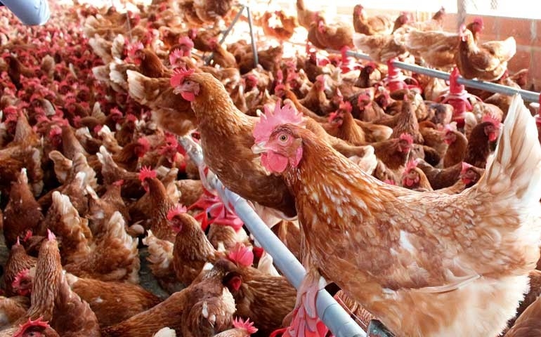Bem-estar animal ganha protagonismo no acesso a novos mercados