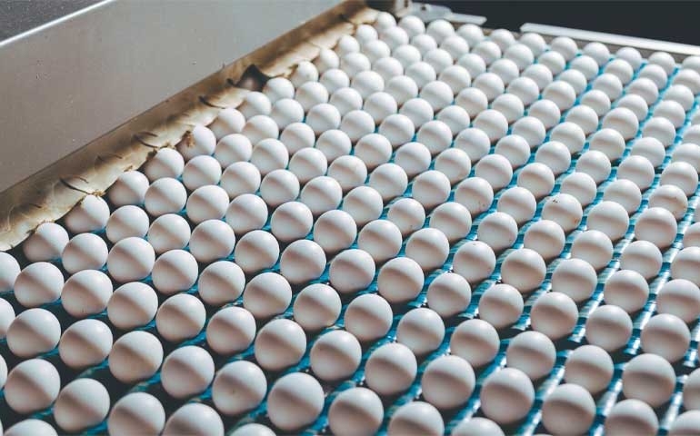 Exportação de ovos e frango do Rio Grande do Sul cresce e mantém caminho de recuperação
