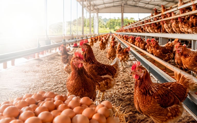 Vacinação executada com precisão técnica e respeito ao manejo é ferramenta de promoção do bem-estar animal