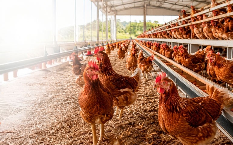 Vacinação executada com precisão técnica e respeito ao manejo é ferramenta de promoção do bem-estar animal