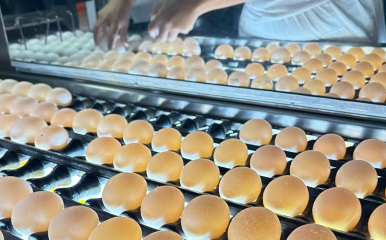 Muito além dos ovos: Bastos transformou a avicultura em um modelo de desenvolvimento regional
