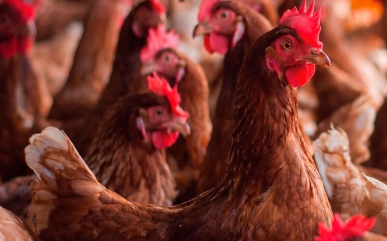APA, Defesa Agropecuária e Sindicato Rural de Bastos promovem encontro técnico sobre produção de ovos