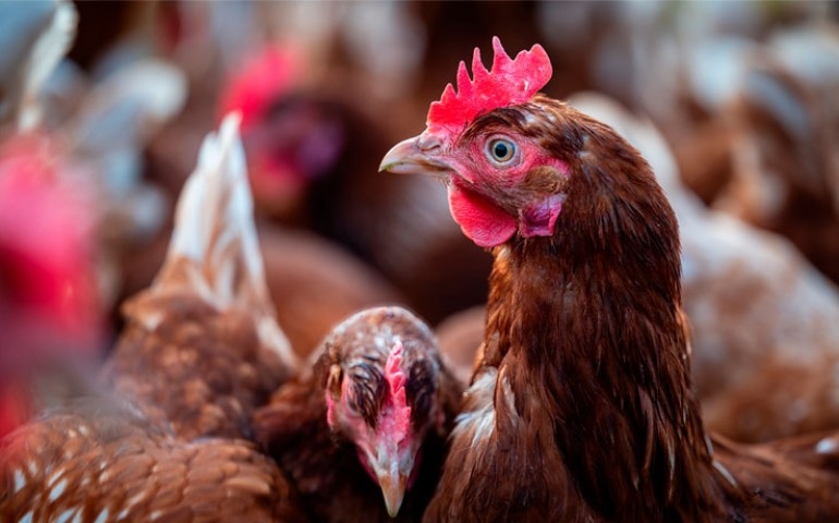 O custo invisível dos ectoparasitas: quantos ovos sua granja está perdendo?
