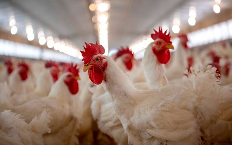 Dia da Avicultura: tecnologia e sanidade acompanham uma cadeia que produz milhões e conquista o mundo