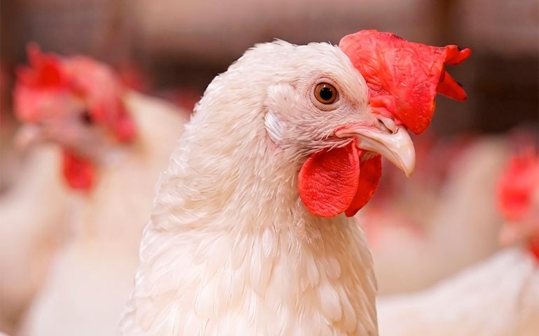 MSD Saúde Animal reúne especialistas internacionais para série de webinars sobre avicultura e vacinação