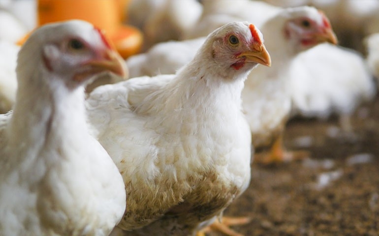 Enzima permite reduzir proteína da ração sem prejudicar crescimento de frangos, aponta estudo