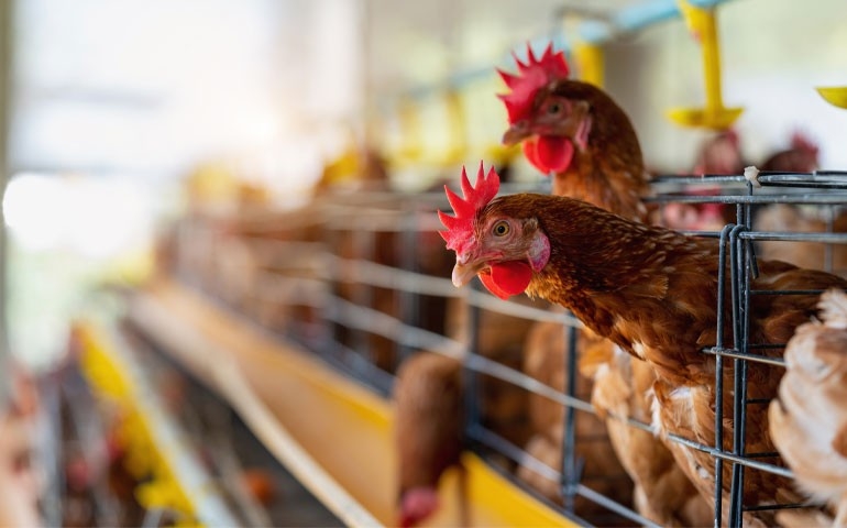 Estratégias de prevenção protegem reputação da avicultura brasileira no mercado global