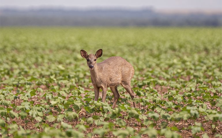 Projeto Patas do Cerrado transforma fotos em ferramenta de educação ambiental nas fazendas do Grupo Bom Jesus