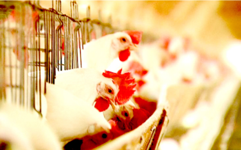 Poedeiras fora das gaiolas convencionais: isso é bom ou é ruim?