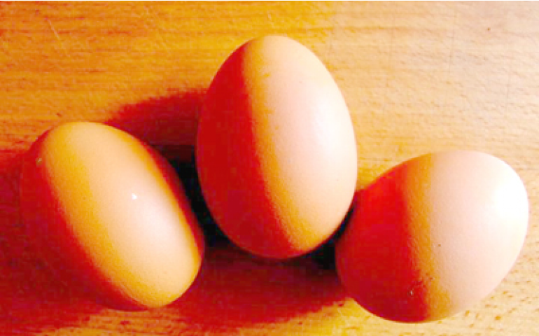 Brasil pode exportar ovos e frango para a América Central e Caribe