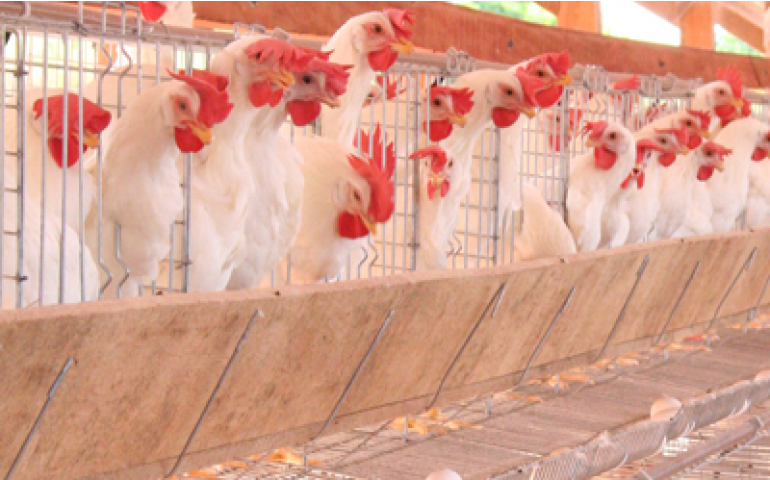 Onda de calor provoca queda de 10% na produção de ovos em Bastos