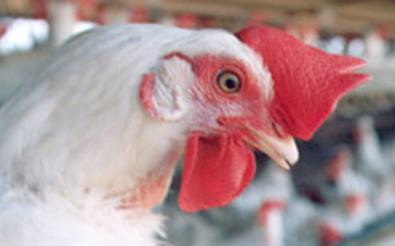 ABA realiza curso de controle e tratamento de diarreias em aves