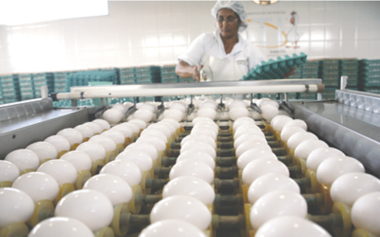 Os desafios do produtor de ovos na atualidade