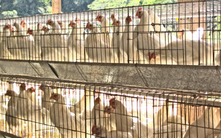 Granja Mayra ganha certificação do Governo Federal