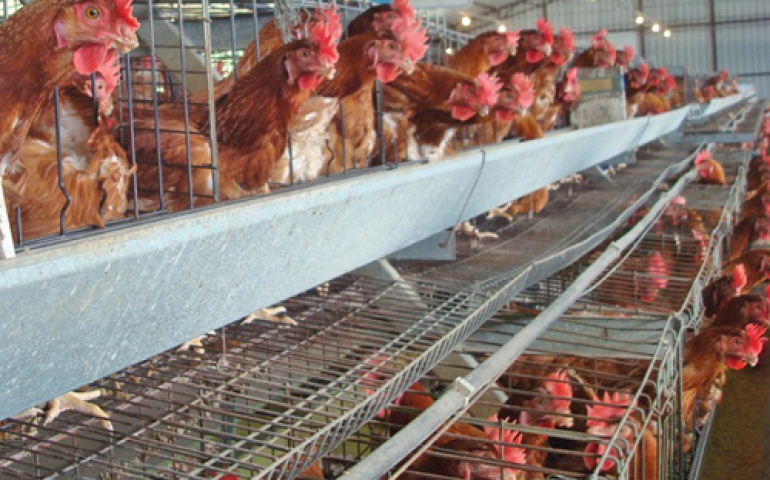 Microminerais em forma orgânica na dieta de poedeiras