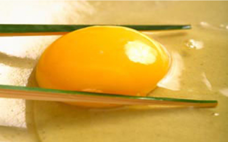 O ovo fresco de cada dia