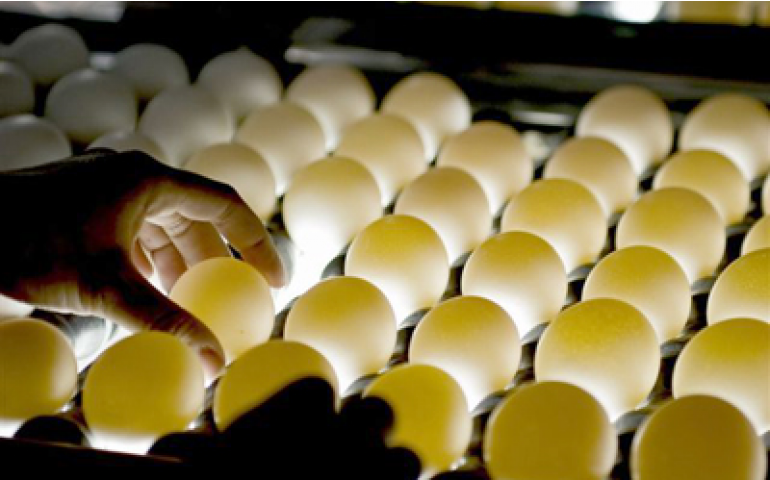 Produtores de ovos já contabilizam perdas