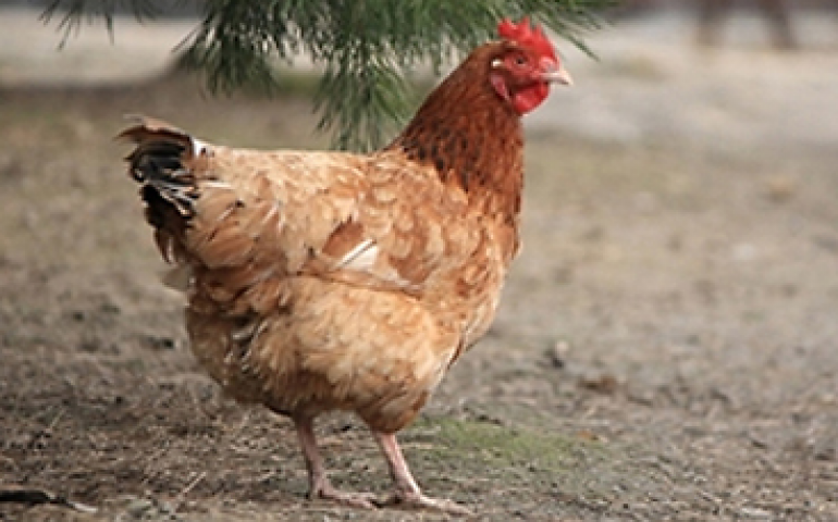 Nova Zelândia eliminará gaiolas convencionais até 2022