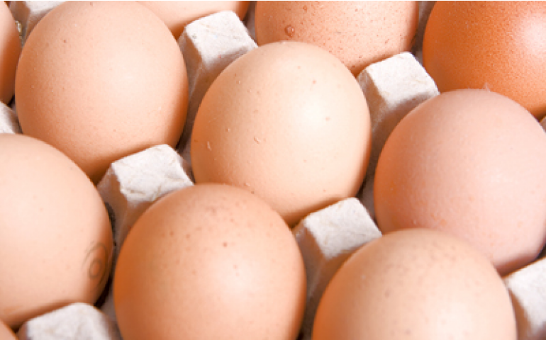 Colômbia envia seu primeiro lote de ovos para o México, em 2013