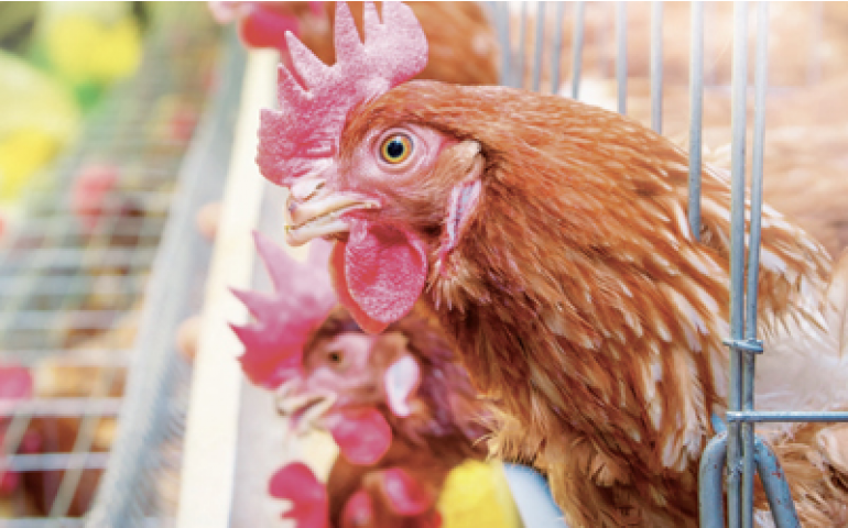 Informativo do Biovet destaca a vacina Bio-Gallinarum 9R