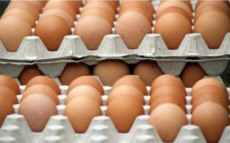 Oferta muito alta e ovos galados no mercado impulsionam queda de preço