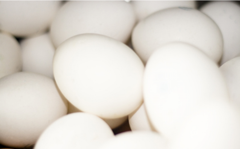 Mesmo com vendas aquecidas, preço do ovo continua caindo
