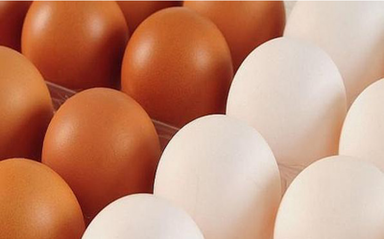 Volume de exportação de ovos cai 54,8%, entre janeiro e outubro