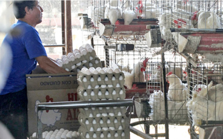 Empregos na avicultura mexicana também sofrem com influenza